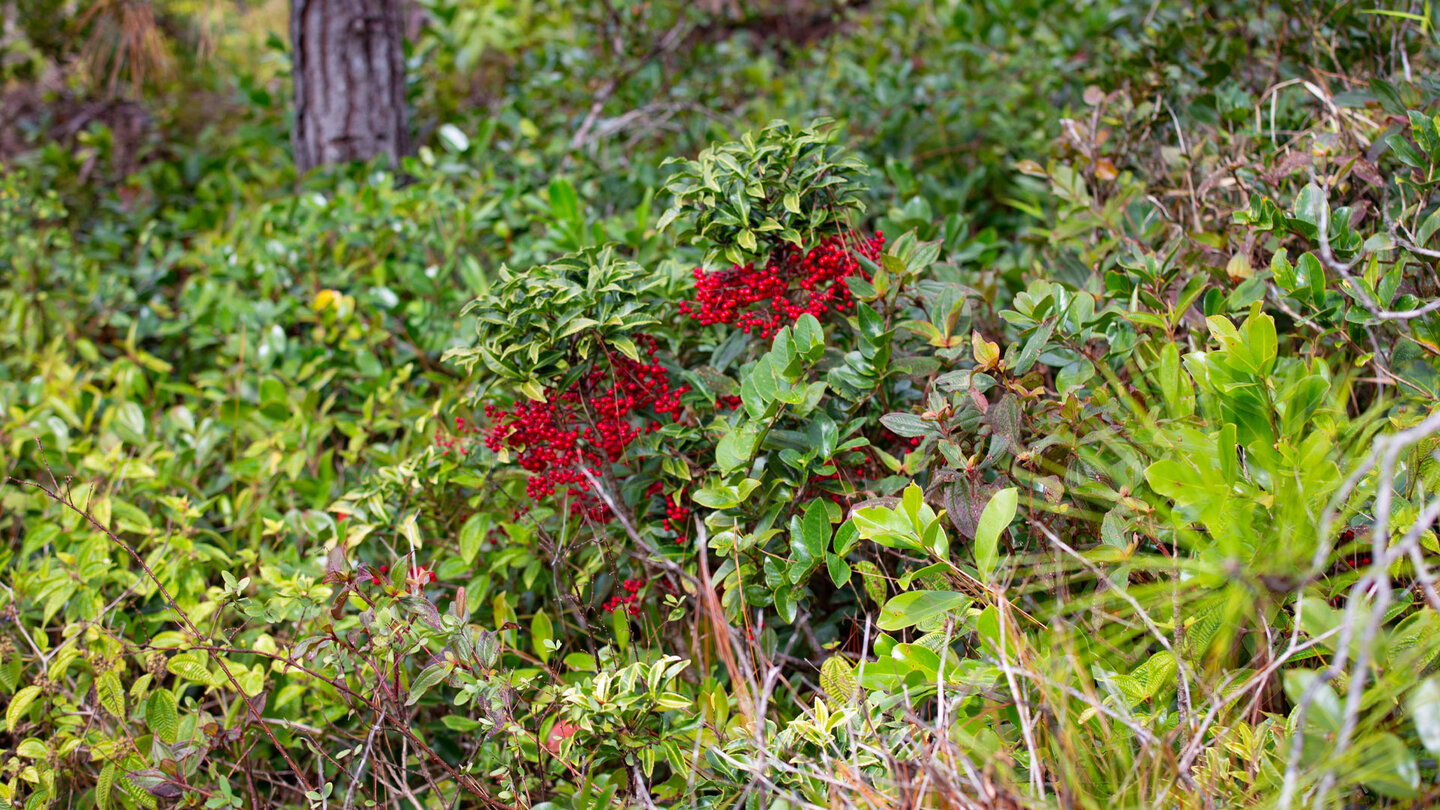Gekerbte Spitzblume auch Korallenbeere genannt - invasive Art auf Mauritius