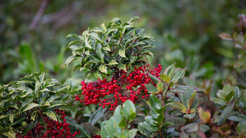 Gekerbte Spitzblume (Ardisia crenata), auch Korallenbeere oder Gewürzbeere