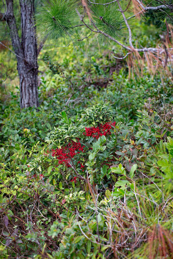 Ardisia crenata, auch Korallenbeere genannt ist eine invasive Art auf Mauritius