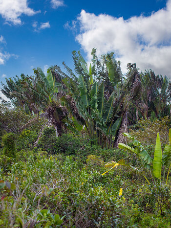Baum der Reisenden (Ravenala madagascariensis)