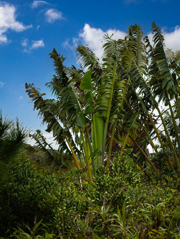 Baum der Reisenden (Ravenala madagascariensis)