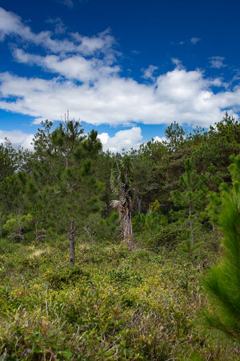 Baumfarne - "Flying Spider-monkey Tree Fern" (Sphaeropteris lepifera)
