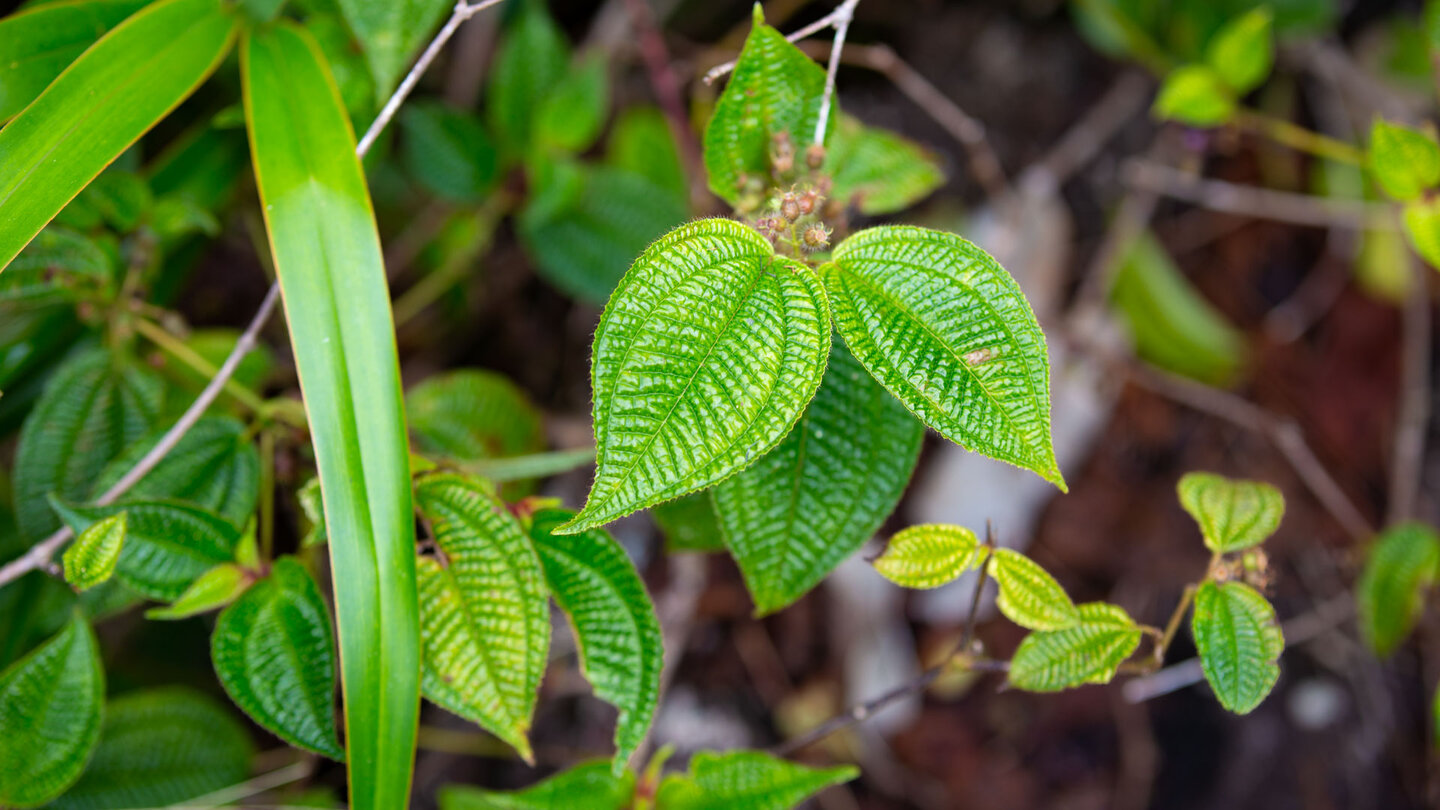 Clidemia hirta - ursprünglich aus Südamerika hat sich auch in Mauritius eingebürgert
