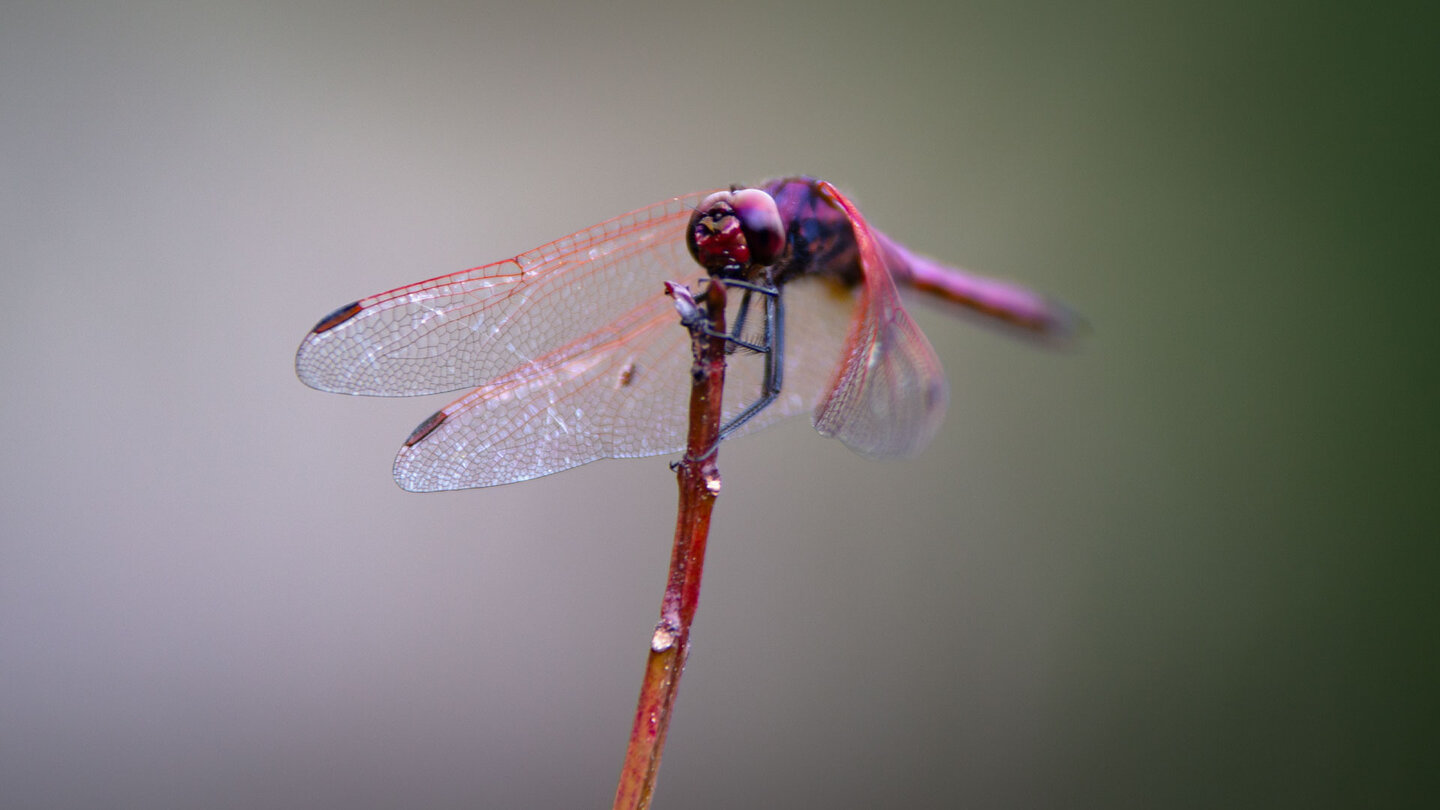 Violette Sonnenzeiger Libelle  (Trithemis annulata) - Cascade Bouton