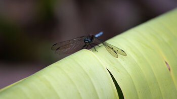 Blaue Libelle auf Mauritius
