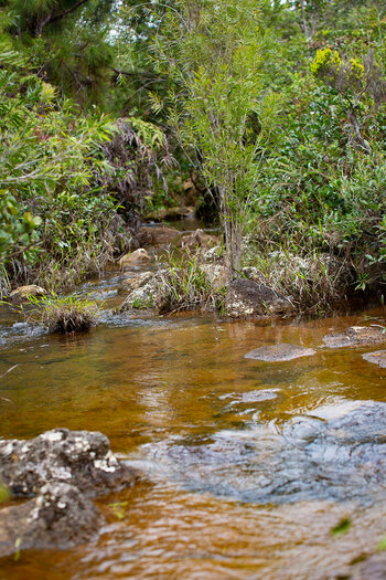 Dschungel vor der Cascade Bouton auf Mauritius