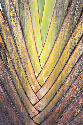 Baum der Reisenden auf Mauritius