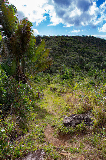 Pfad durch den tropischen Wald am Wanderweg auf dem Paille en Queue Trail auf Mauritius