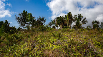 Pfad am Wanderweg auf dem Paille en Queue Trail auf Mauritius
