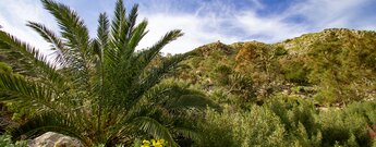 Vegetation in den Schluchten bei Haría
