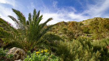 Vegetation in den Schluchten bei Haría