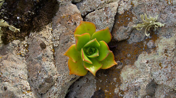 Aeonium-Pflanze in einem Felsen
