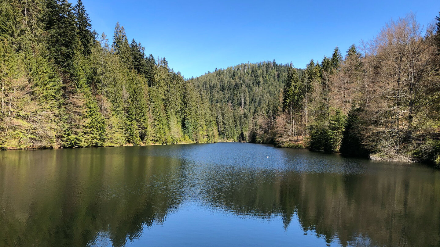 Stilles Ufer an der Talsperre Kleine Kinzig, gesäumt von Fichten und Mischwald