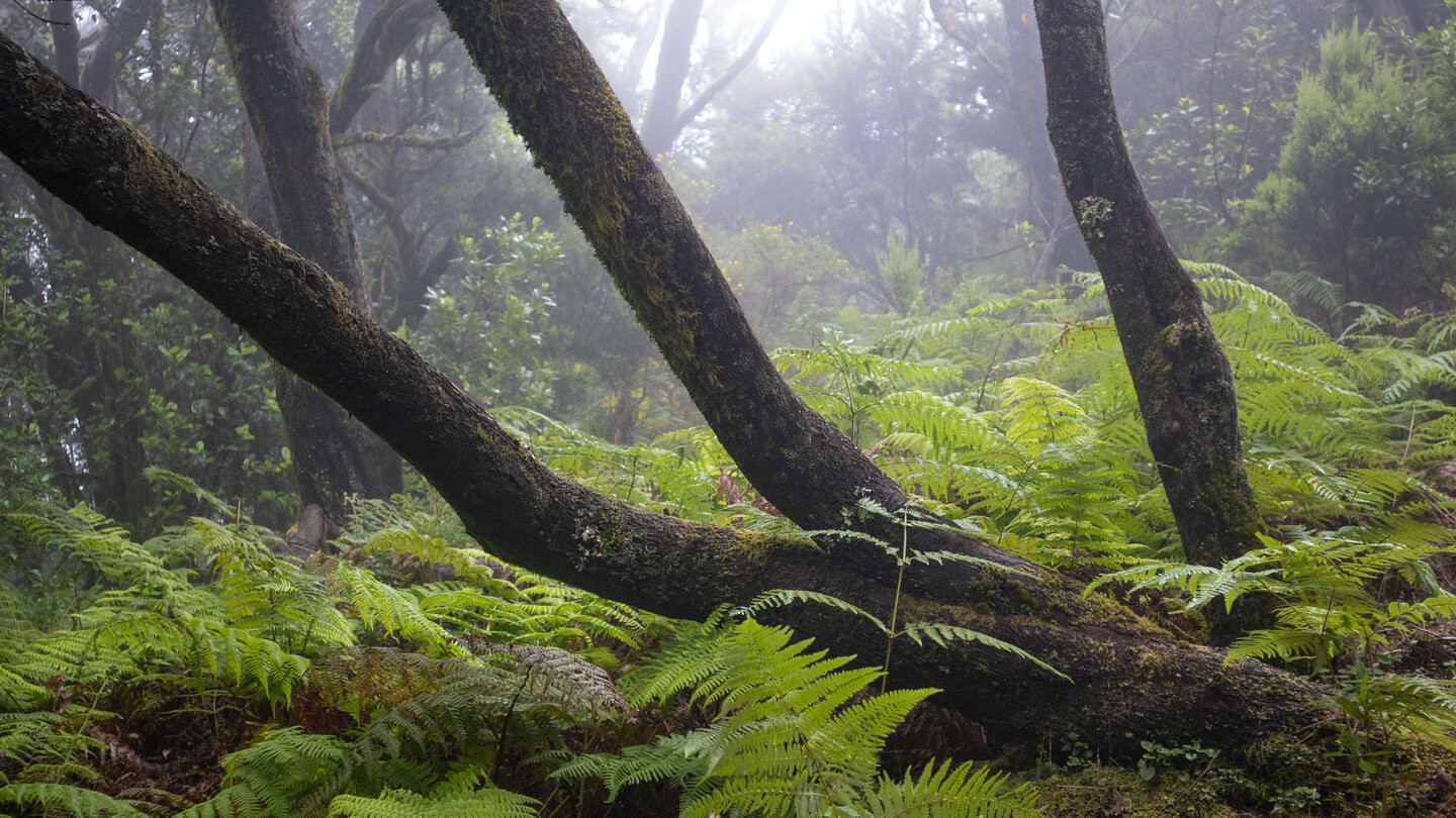 bemooste Baumstämme inmitten von Farnen im Nebelwald