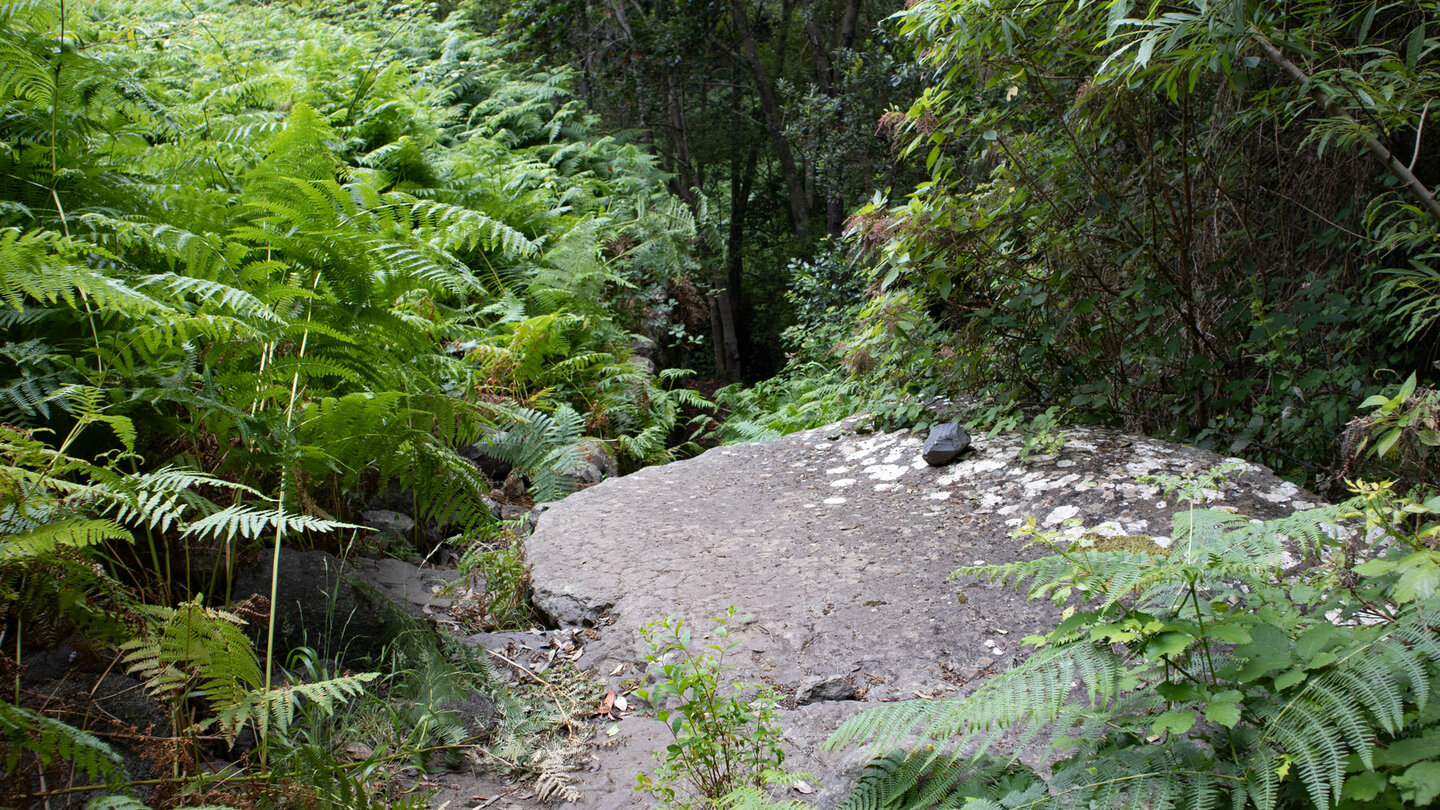 Wanderweg durch die Schlucht Barranco del Rejo