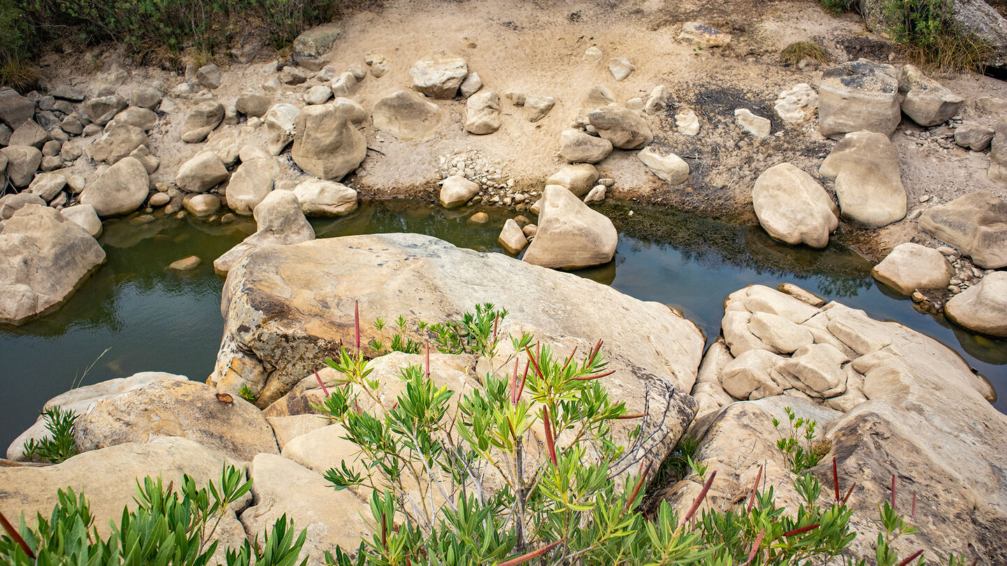 Oleanderbüsche am Bachlauf des Río Hozgarganta