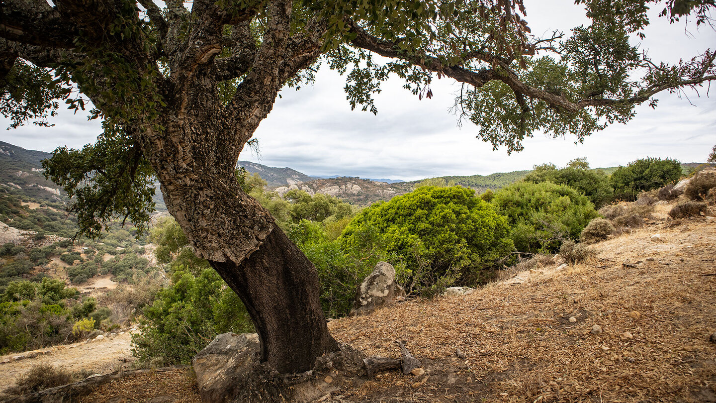 Korkeiche im Jardin del Risco