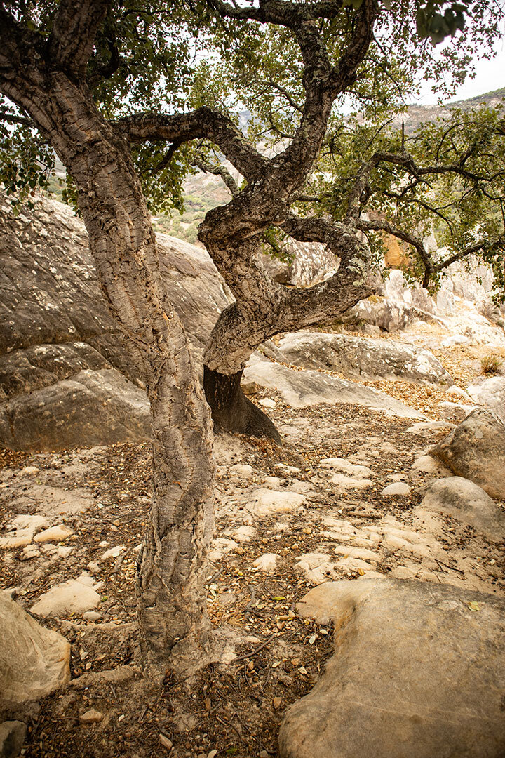 Korkeichen zwischen den Miradores del Risco