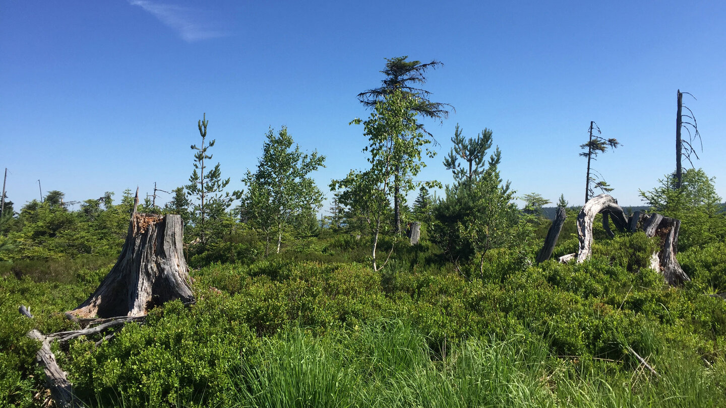auf der Badener Höhe im Nationalpark Schwarzwald