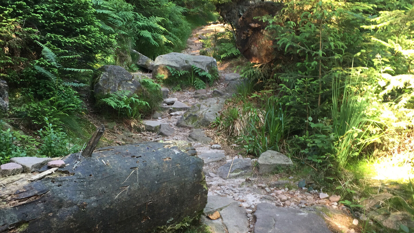 Aufstiegspfad zum Seekopf