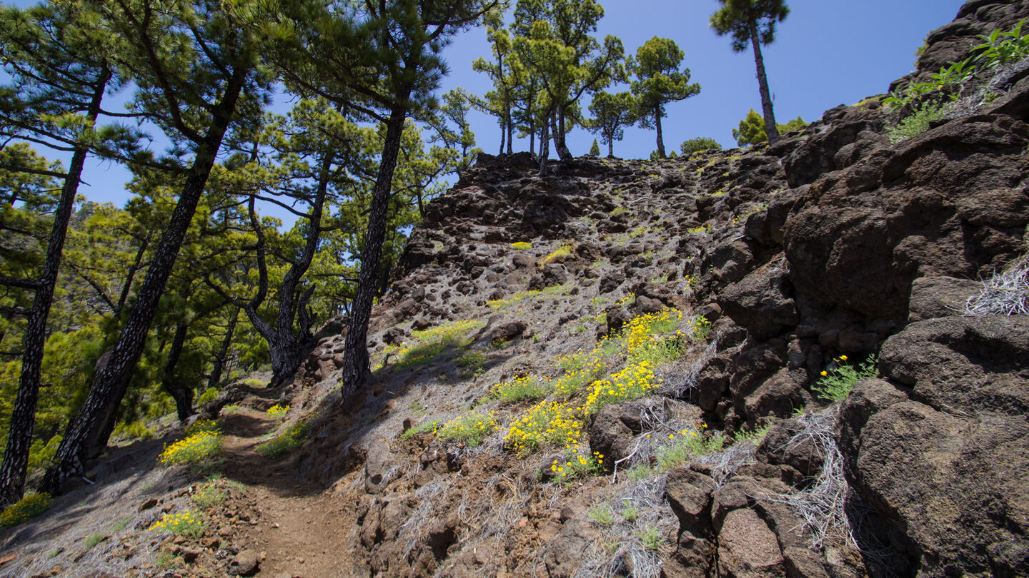 Felsen und Kiefernwald  am Pico bejenado