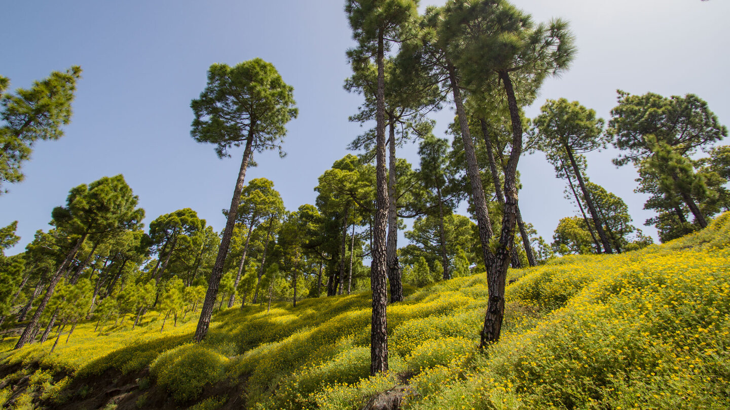 Blütenmeer am Pico Bejenado