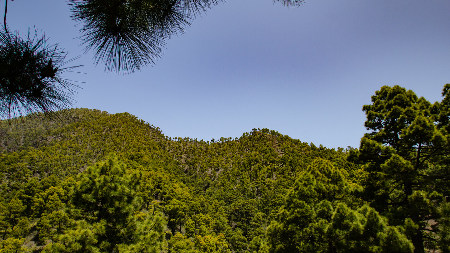 bewaldete Berghänge am Bejenado