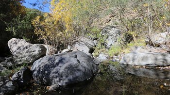 Wasserspiegelung der Vegetation am Bauchlaufs im Barranco del Río