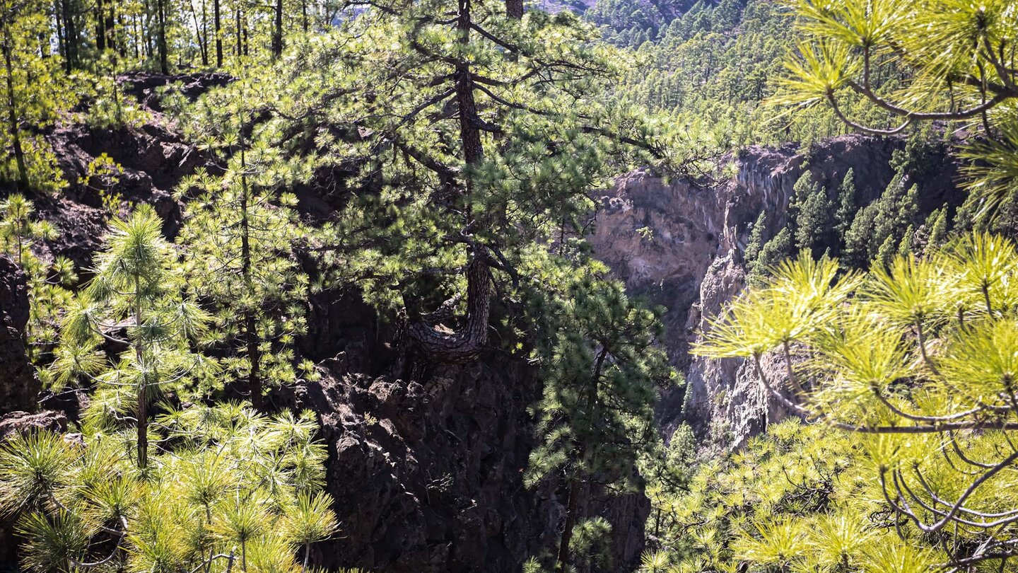 Blick ins Barranco del Río durch den Kiefernwald