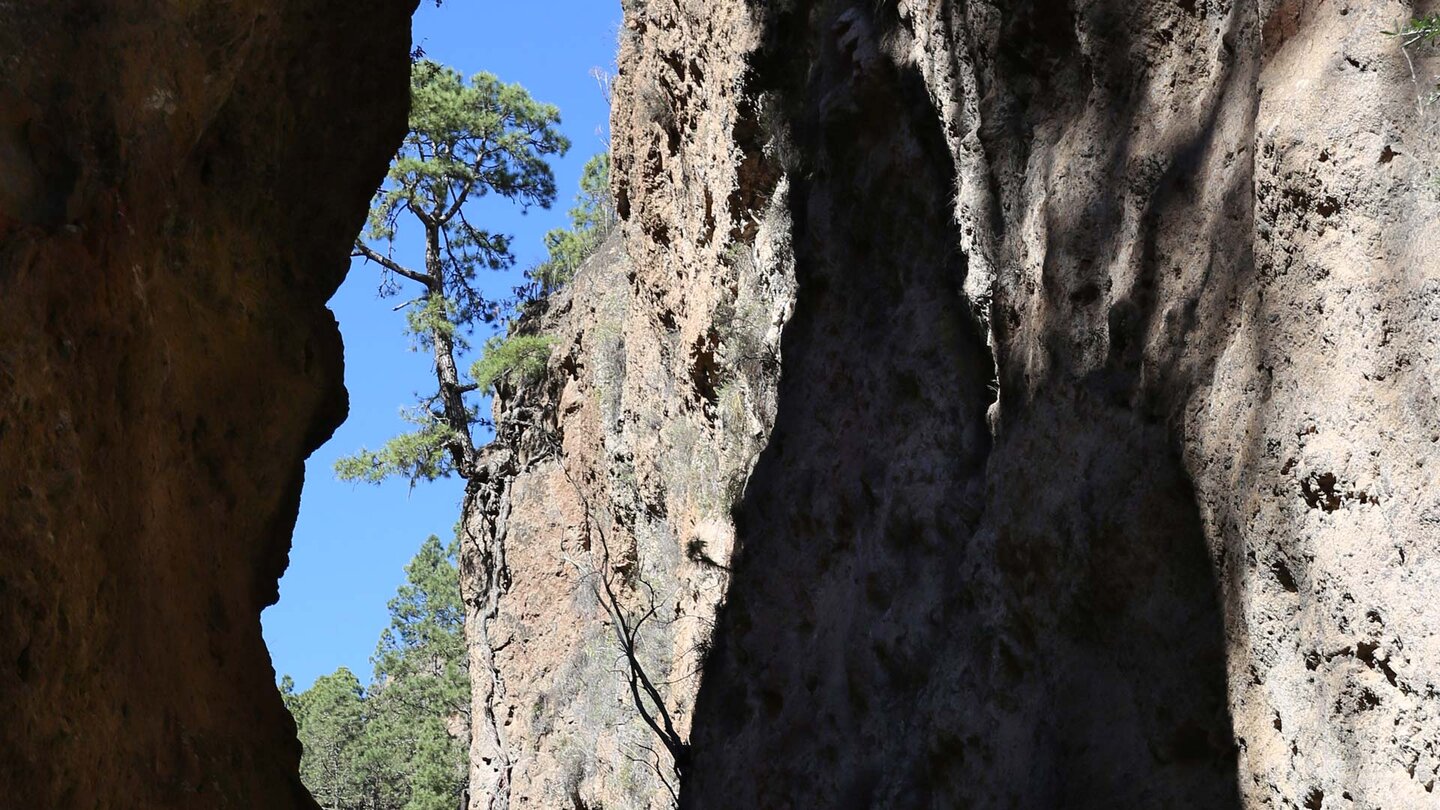 Kiefern an den Steilwänden der Schlucht