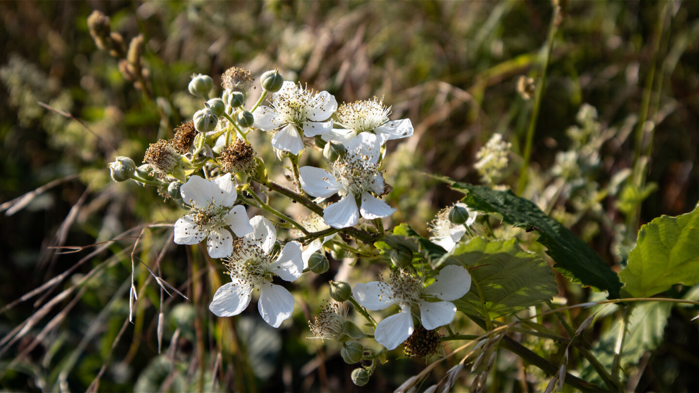 Brombeerblüte am Wanderweg