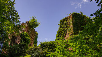 die überwucherter Ruine Grand Arnsbourg