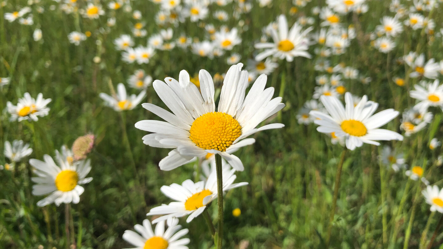 Blumenpracht auf den Wiesen Blumenpracht auf den Wiesen