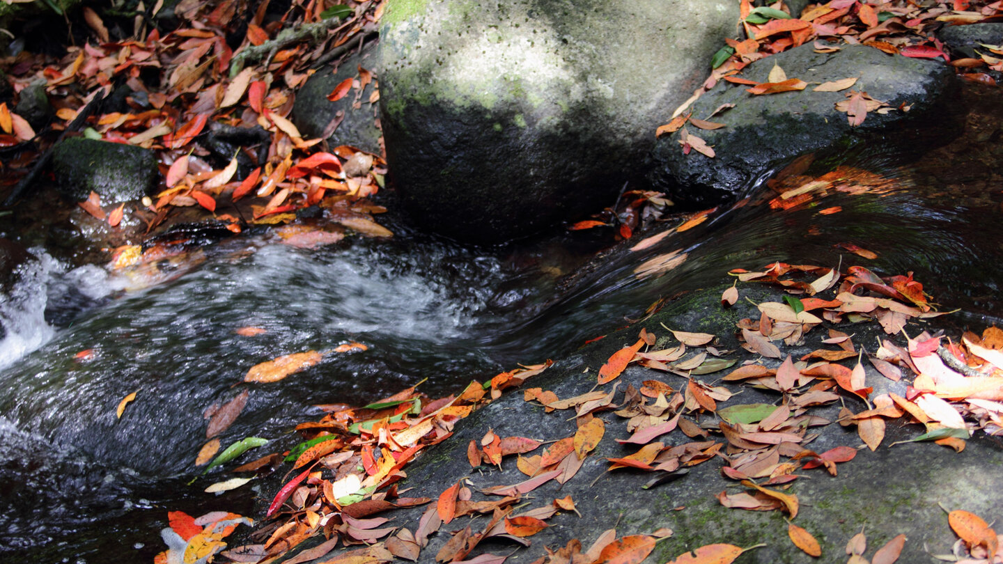 der gleichnamige Bach El Cedro fließt durch den Nebelwald auf La Gomera der gleichnamige Bach El Cedro fließt durch den Nebelwald auf La Gomera
