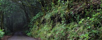 gepflasterte Strasse führt durch den Nebelwald El Cedro auf La Gomera