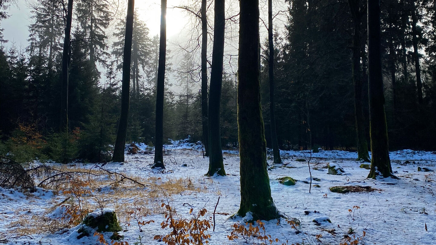 winterlicher Wald