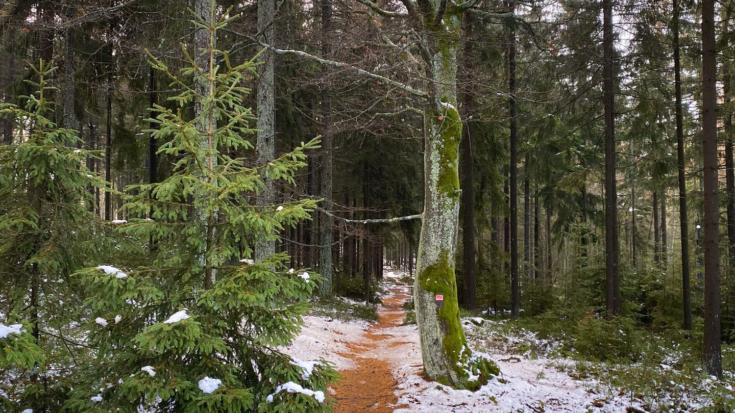 Pfade durch den Wald