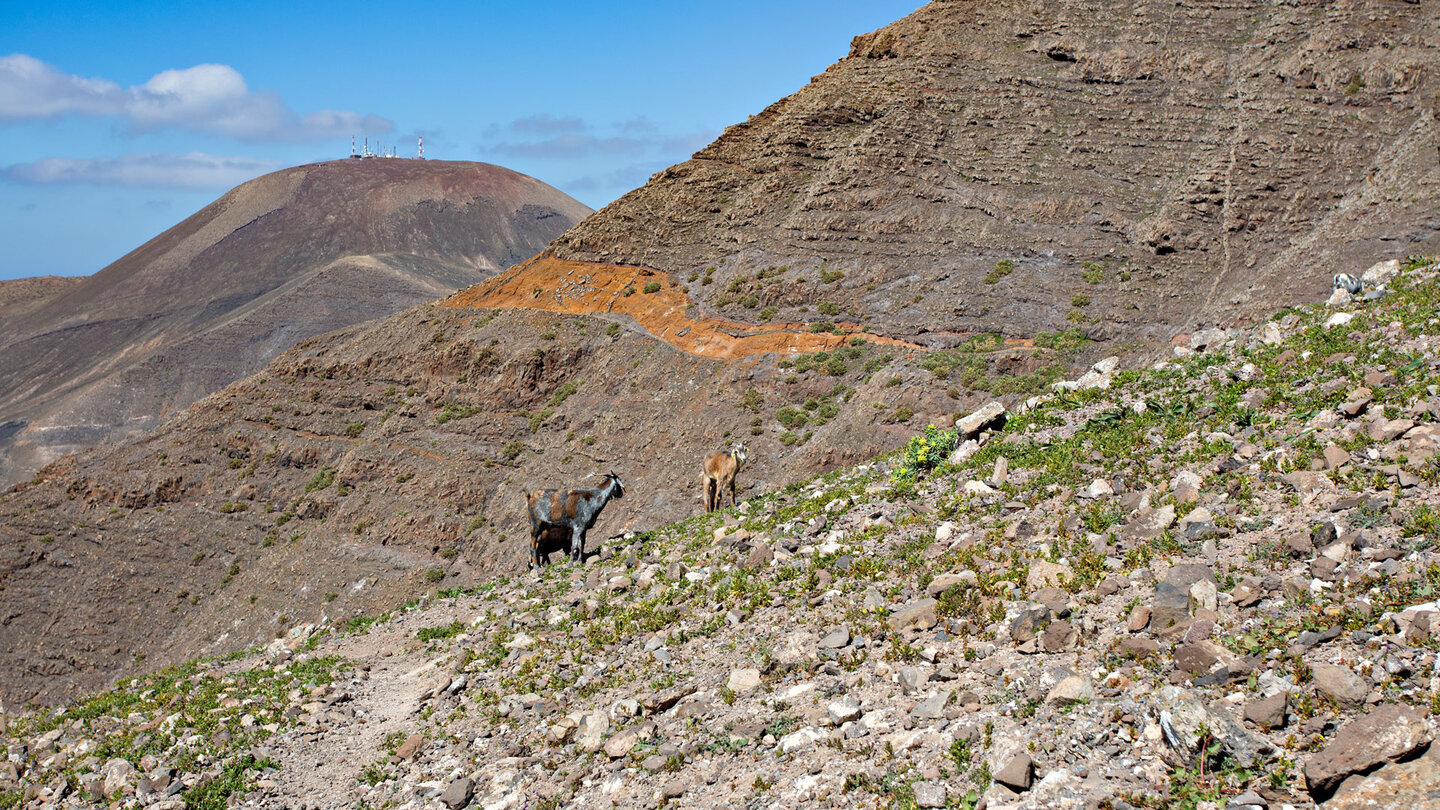 Ziegen vor der Flanke des Pico Redondo mit dem Atalaya de Femés im Hintergrund