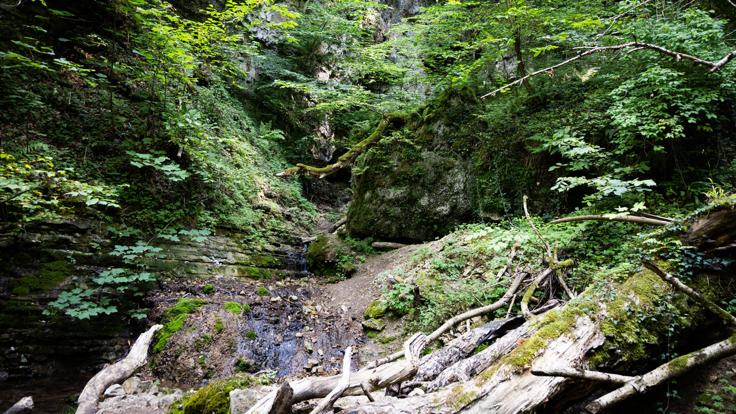 Muschelkalkfelsen am Sturzdobel-Wasserfalls scheinen hinter den Bäumen hervor