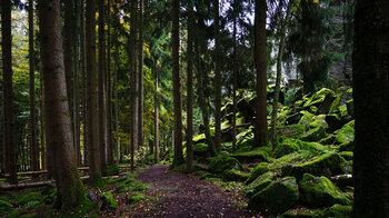 Wanderweg an der Steinwand bei Poppenhausen in der Rhön