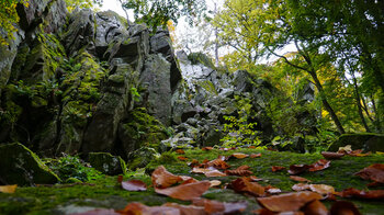braune Buchenblätter vor den teils bemoosten Phonolithsäulen