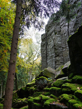 bemooste Phonolithbruchstücke an der Steinwand in der Rhön