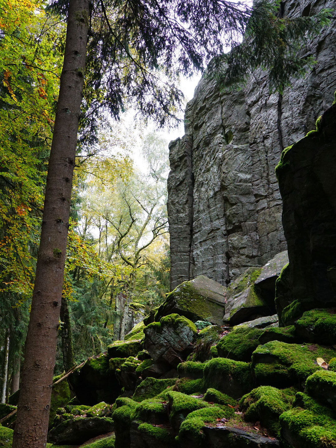 bemooste Phonolithbruchstücke an der Steinwand in der Rhön