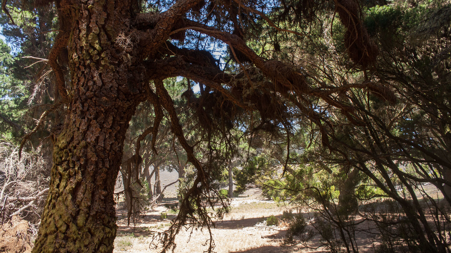 Flechten besiedeln die Kiefern am Wanderweg entlang des Höhenkamms