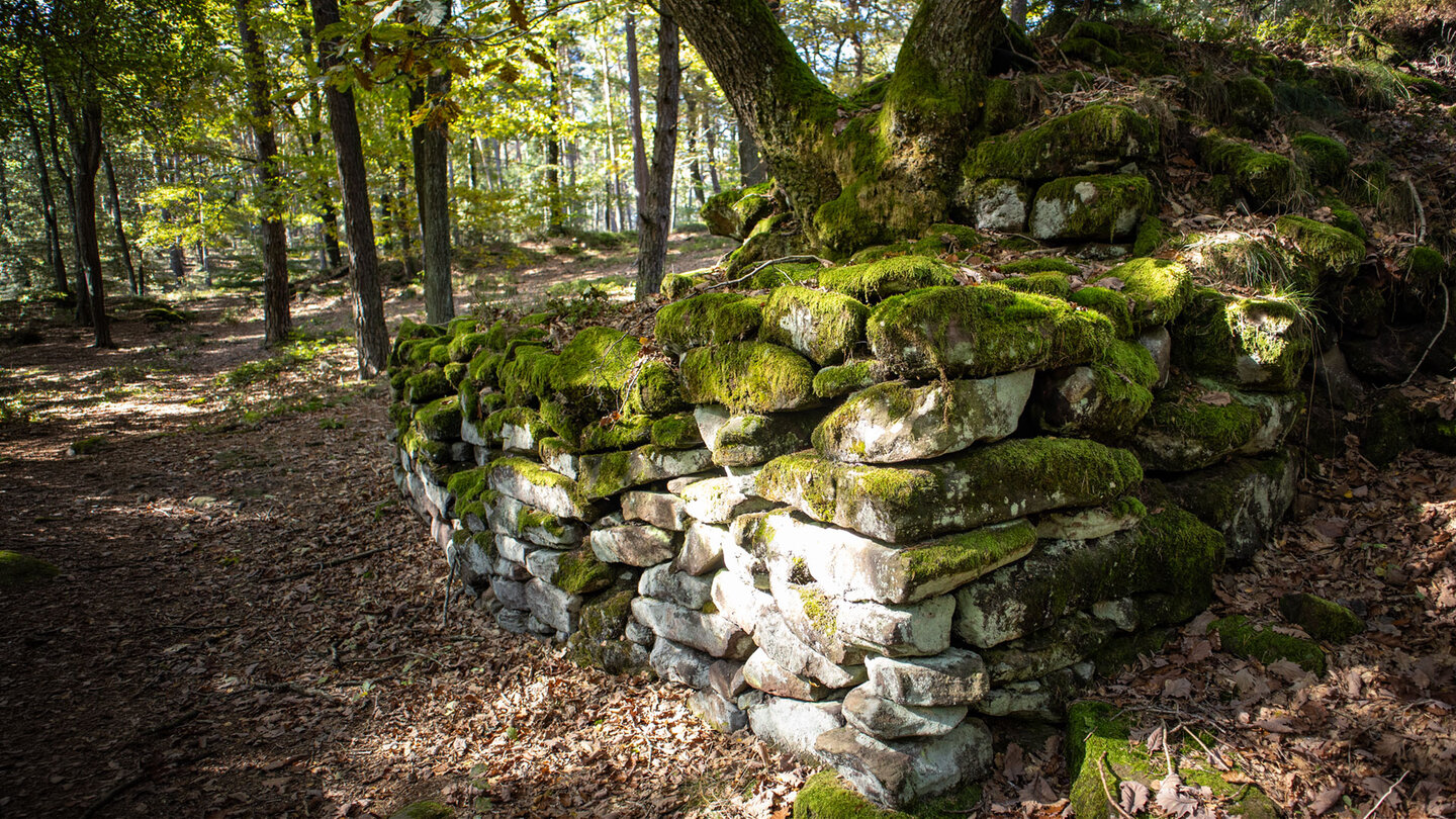 Die bemoosten Mauerreste der Fliehburg Heidenschuh.
