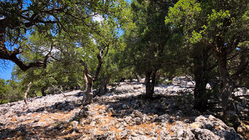 Steinwälder auf Kreta