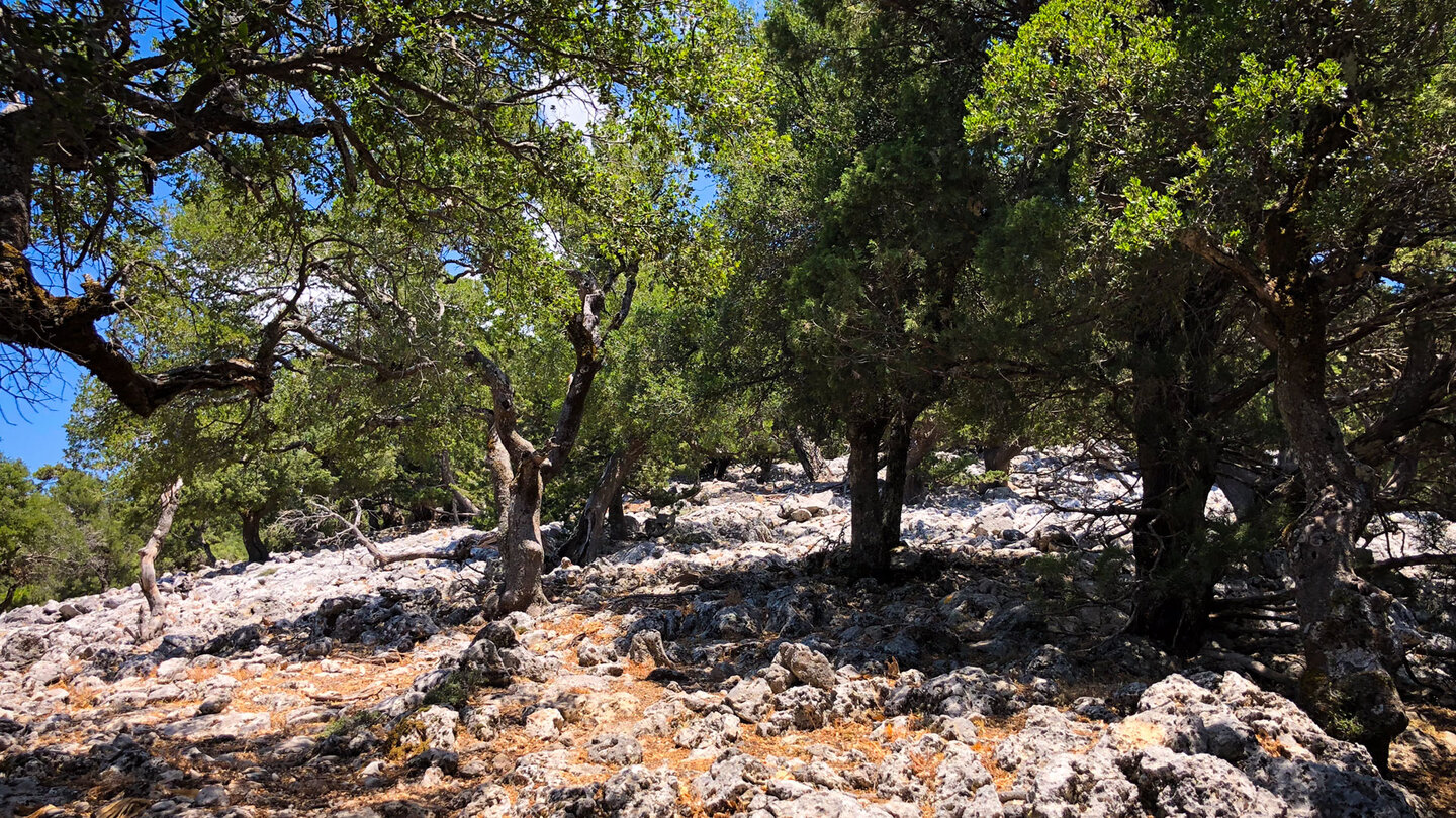 Steinwälder im Weissen Gebirge auf Kreta Steinwälder auf Kreta