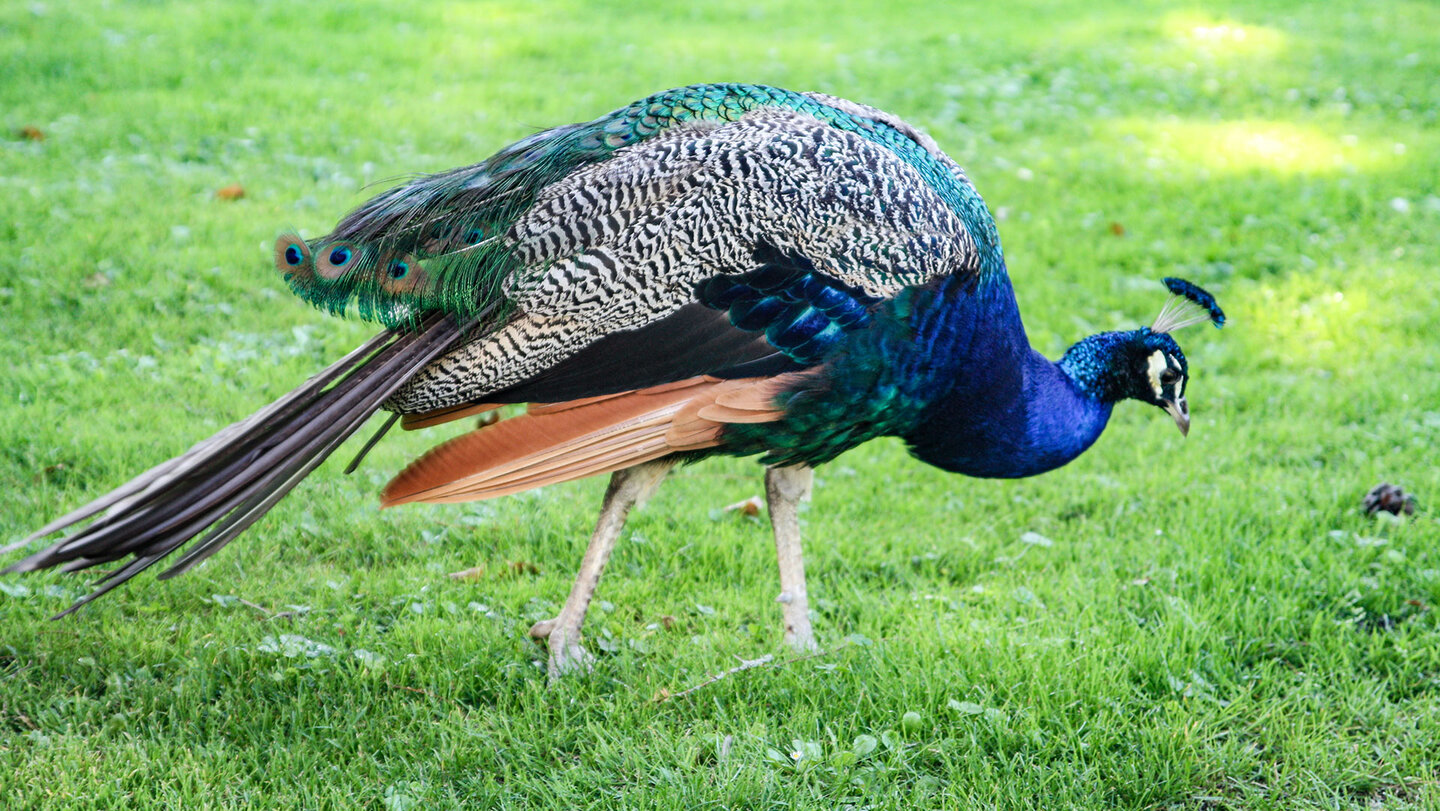 Pfau im Schwetzinger Schlossgarten Pfau im Schwetzinger Schlossgarten