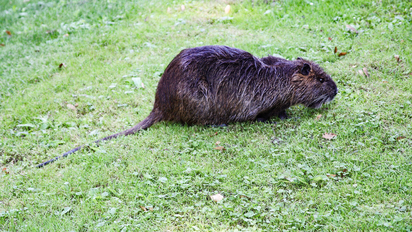 Bieberratte im Schwetzinger Schlossgarten Bieberratte im Schwetzinger Schlossgarten