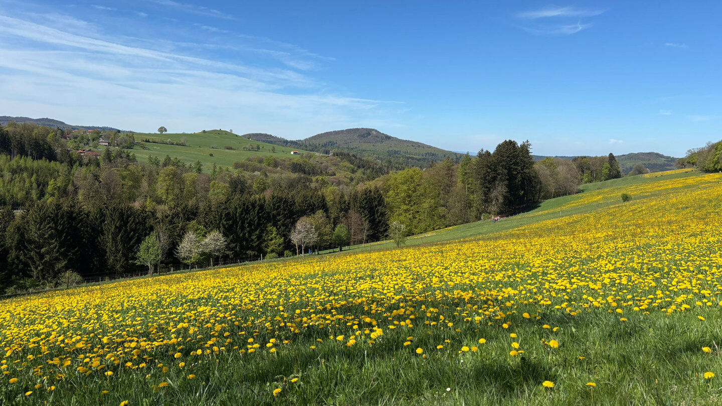 Blick auf den Großen Nallenberg mit löwenzahnbedeckten Wiesen im Vordergrund Blick zum Großen Nallenberg mit löwenzahnbedeckten Wiesen im Vordergrund